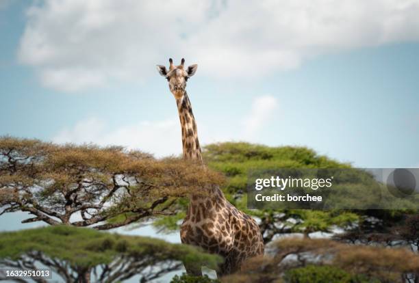 giraffe looking out from the trees - wildlife conservation stock pictures, royalty-free photos & images