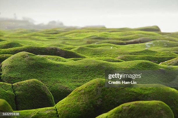 stone trench of laomei coast - moos stock-fotos und bilder