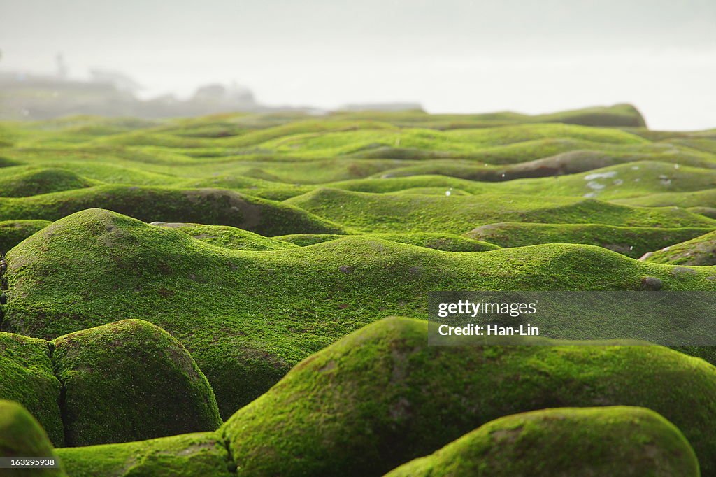 Stone Trench of Laomei Coast