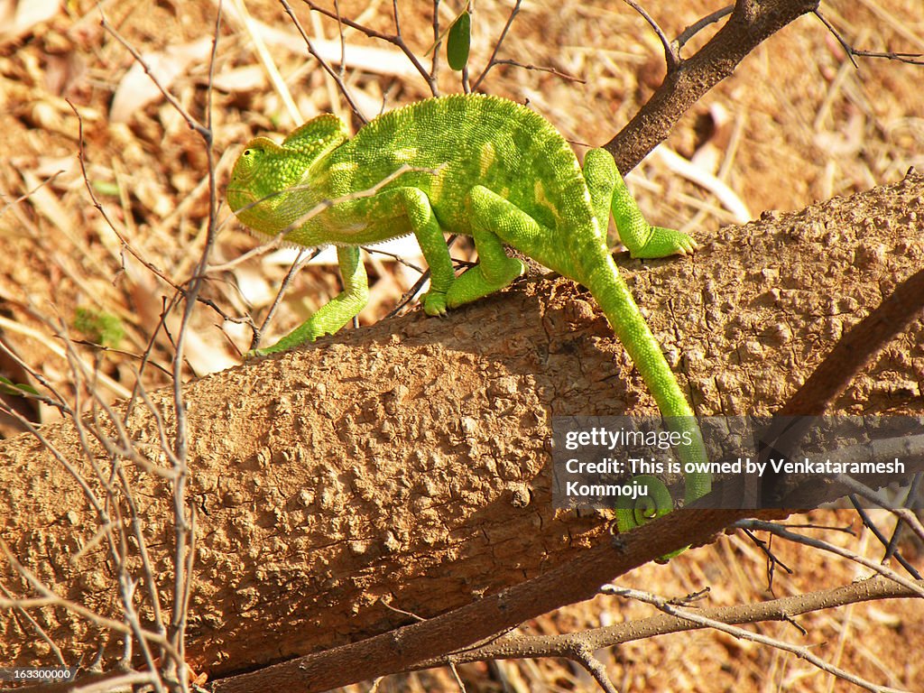 Chameleon