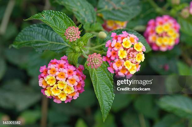 lantana flower mexico - lantana stock pictures, royalty-free photos & images