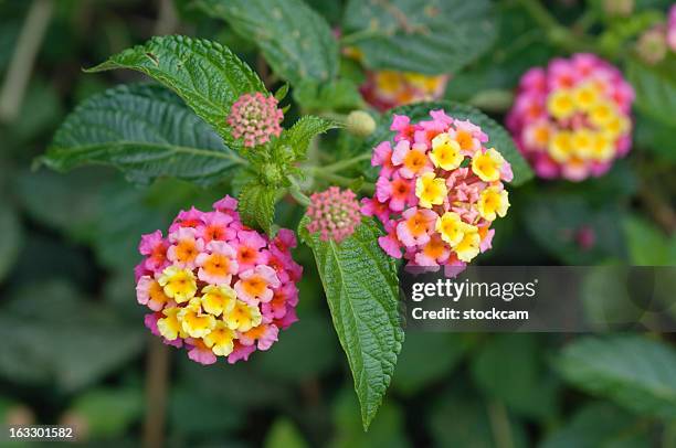lantana flor méxico - lantana - fotografias e filmes do acervo