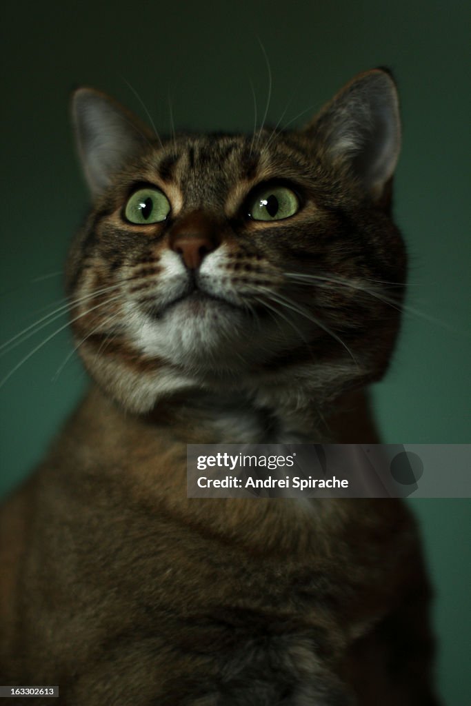 Green eyed cat portrait