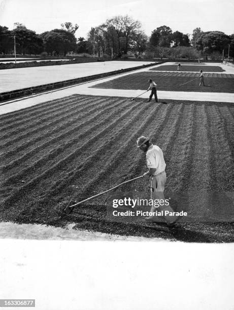 Farmers raking their coffee beans in a wide open outdoor area in Brazil, 1955.