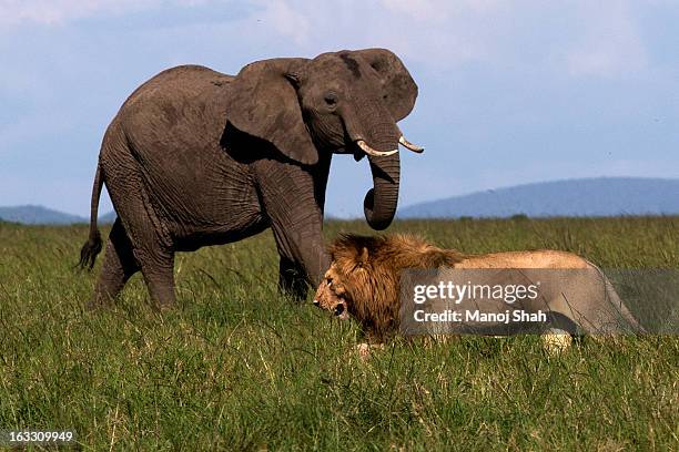 482 Elephant Hair Photos and Premium High Res Pictures - Getty Images 482 Elephant Hair Photos and Premium High Res Pictures - Getty Images