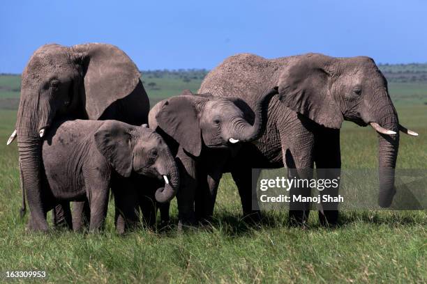 elephant herd mourning - african elephant stock pictures, royalty-free photos & images
