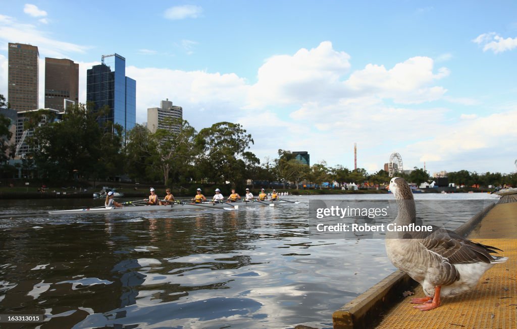 Rowing On The Yarra River