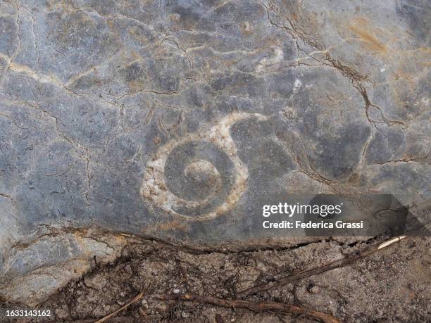 seashell fossil in limestone rock at schrattenfluh or schrattenflue, switzerland - palaeontology stock pictures, royalty-free photos & images