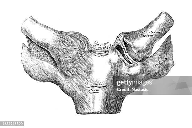 joint sternum-clavicle - shoulder bone stock illustrations