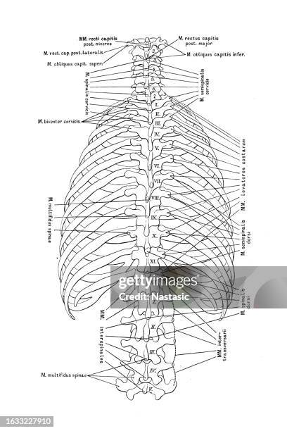 Primate Rib Cae 102 Diagram Of Rib Cage Stock Photos, High-Res Pictures, and Images ...