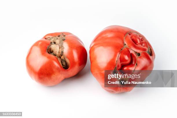 red tomatoes on white background. ugly organic produce. - deformed fruit stock pictures, royalty-free photos & images