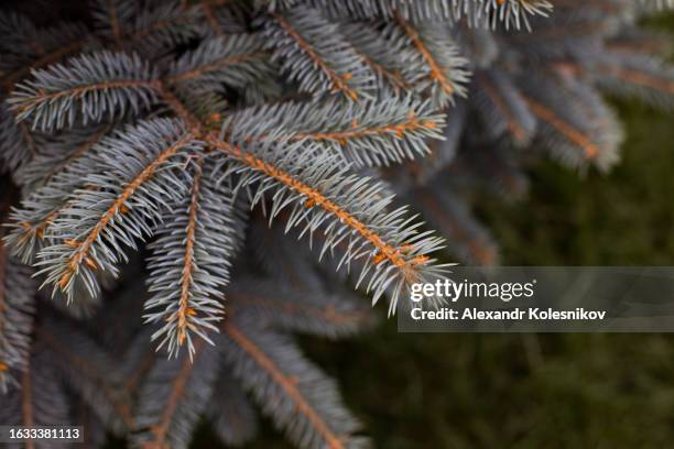 nature background. fir branches blue spruce. evergreen tree. - pinetree garden seeds stock pictures, royalty-free photos & images