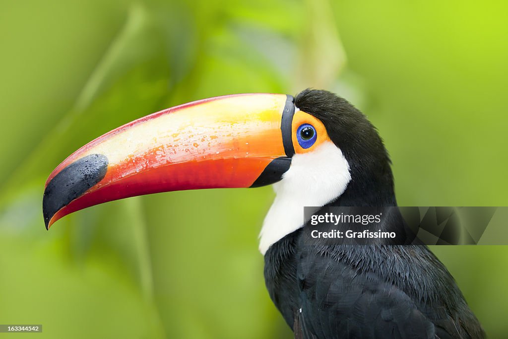 Green tropical rainforest with Toco Toucan