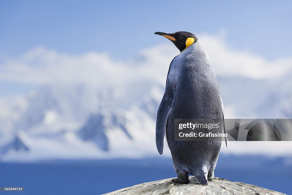 Antarctica King penguin head