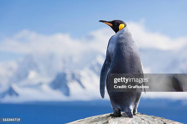 antarctica king penguin head - antarctica penguin stock pictures, royalty-free photos & images