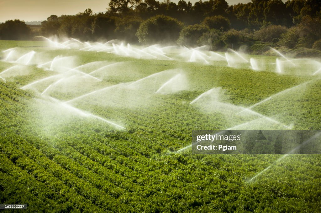 Irrigatore irrigazione deliziosi fertile terreno agricolo con colture