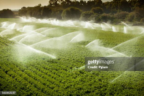 irrigation sprinkler watering crops on fertile farm land - irrigatiesysteem stockfoto's en -beelden