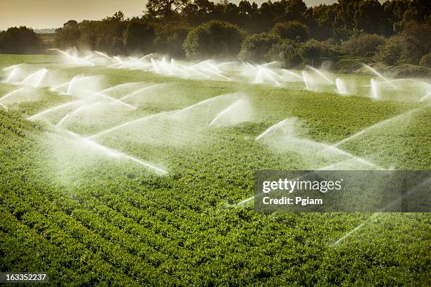 irrigation sprinkler watering crops on fertile farm land - irrigation equipment stock pictures, royalty-free photos & images