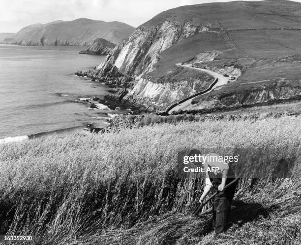 An undated picture shows a seashore landscape in Ireland, County Kerry, with a corniche road and a farmer working in a wheat field around the tip of...