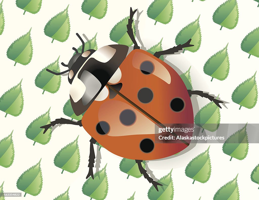 Ladybug on leafpresentpaper.