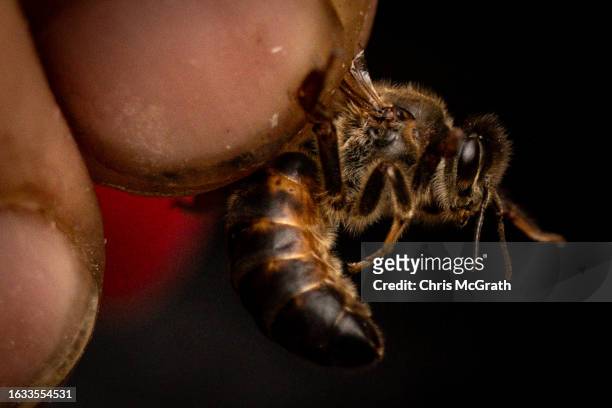 Year-old beekeeper Melahat Gulbin holds a Caucasian queen bee prior to it being sent to a buyer on August 17, 2023 in Macahel, Turkey. Macahel, an...