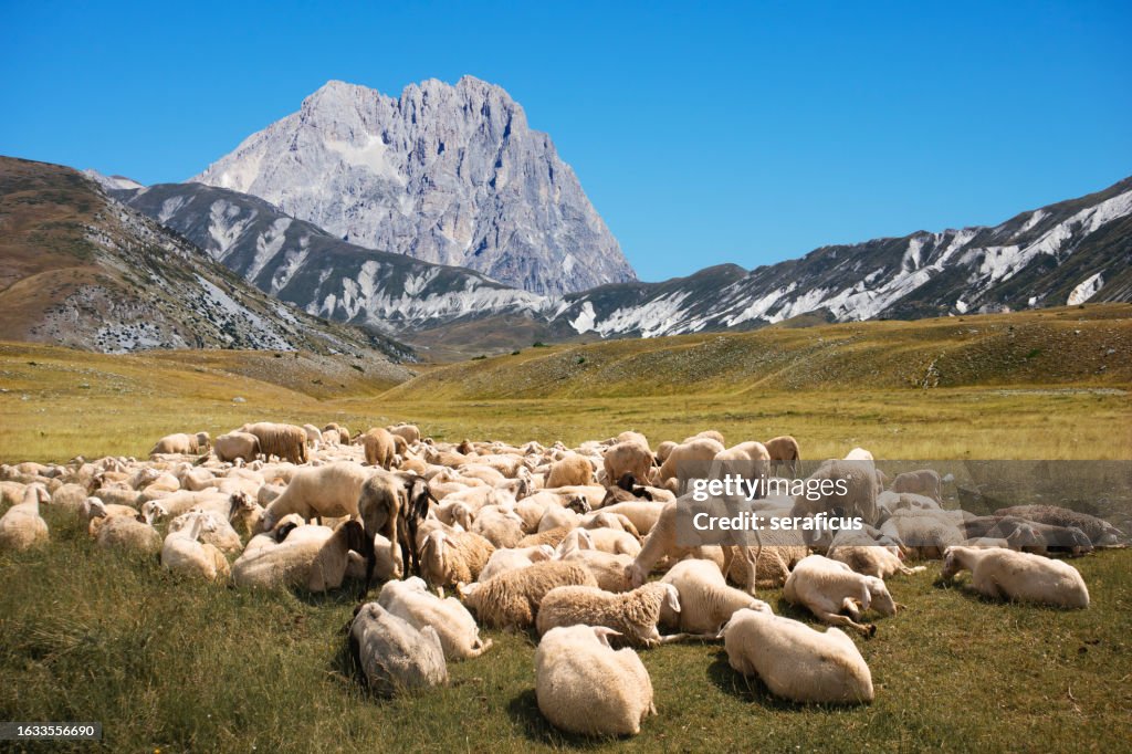 A flock of sheep resting at Campo Imperatore, under the highest peak of the Gran Sasso range, the Corno Grande, in Abruzzo, Italy