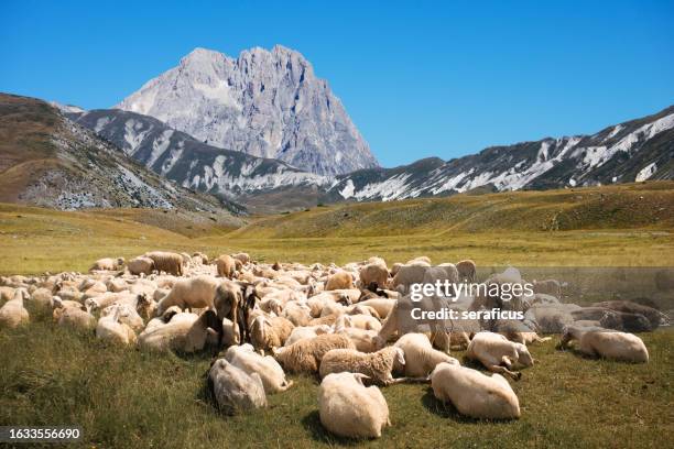 a flock of sheep resting at campo imperatore, under the highest peak of the gran sasso range, the corno grande, in abruzzo, italy - parco nazionale del gran sasso e monti della laga stock pictures, royalty-free photos & images