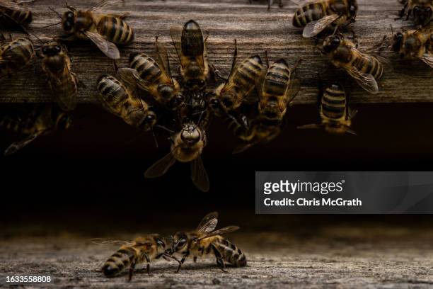 Pure Caucasian bees move around the entrance of a hive on August 17, 2023 in Macahel, Turkey. Macahel, an area of villages on the Turkish-Georgian...