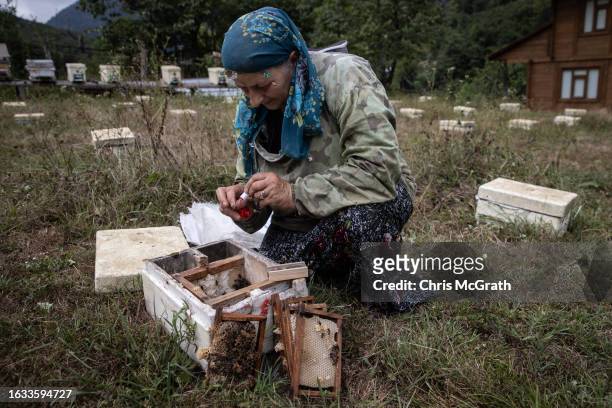 Year-old beekeeper Melahat Gulbin paints a red dot on the back of a Caucasian queen bee prior to it being sent to a buyer on August 17, 2023 in...