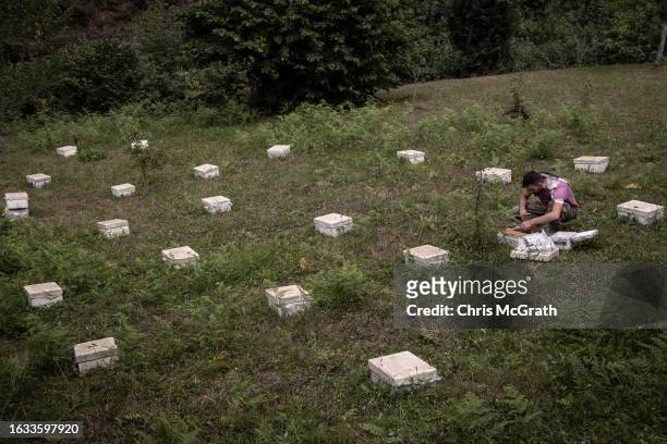 Beekeeper Taner Gulbin plants Caucasian queen bee larvae in a mating box on August 17, 2023 in Macahel, Turkey. Macahel, an area of villages on the...
