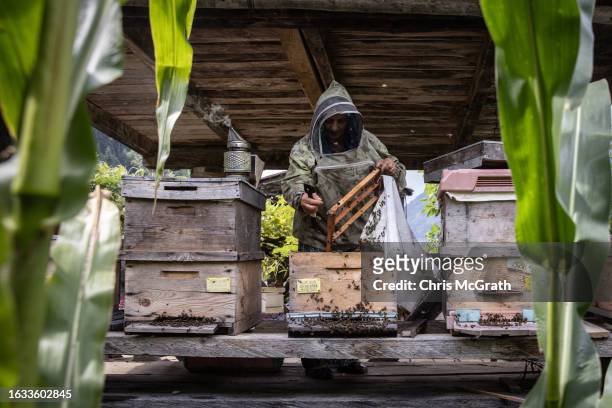 Year-old beekeeper Melahat Gulbin transfers a frame of pure Caucasian queen bee larvae to a hive on August 17, 2023 in Macahel, Turkey. Macahel, an...