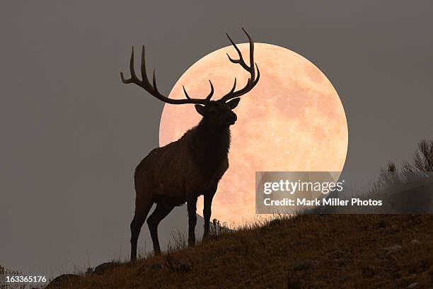 majestic bull elk and full moon rise (composite) - majestic deer stock pictures, royalty-free photos & images