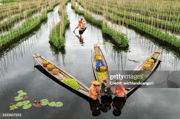 floating gardens at inle lake, myanmar - inlay stock pictures, royalty-free photos & images