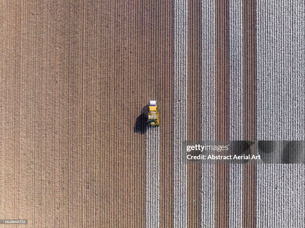 Drone photo directly above an agricultural machine harvesting a cotton field, Queensland, Australia