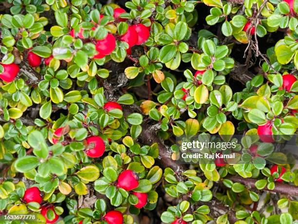 rockspray cotoneaster (cotoneaster horizontalis) bush with fruits on in close up. - cotoneaster horizontalis stock pictures, royalty-free photos & images