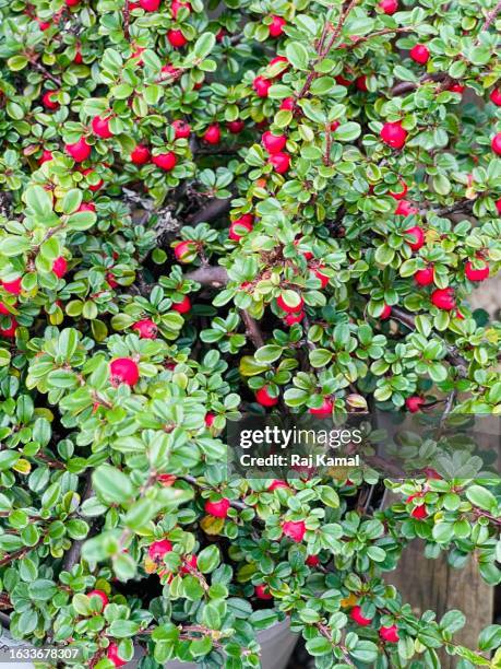 rockspray cotoneaster (cotoneaster horizontalis) bush with fruits on in close up. - cotoneaster horizontalis stock pictures, royalty-free photos & images