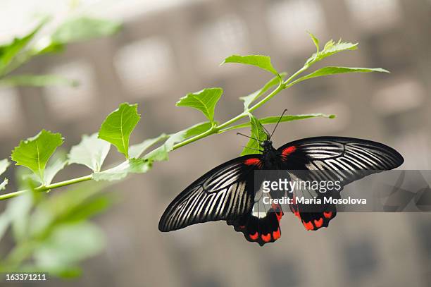 the common rose butterfly - ベニモンアゲハ ストックフォトと画像