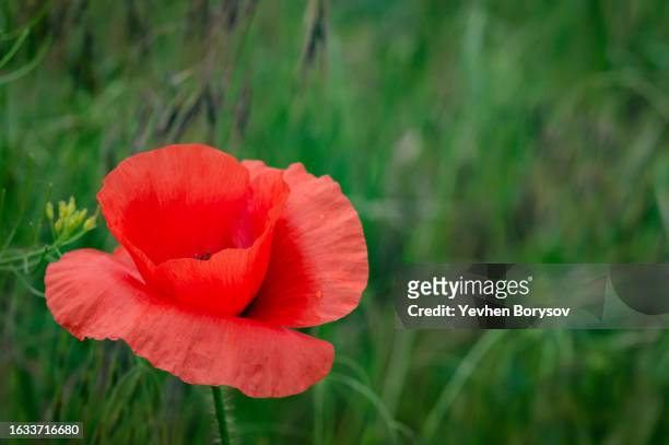 open bud of red poppy flower in the field - partie du corps d'un animal photos et images de collection