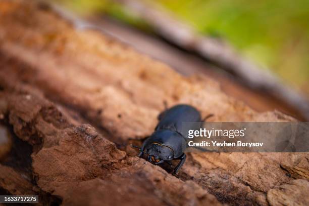 lesser stag beetle, dorcus parallelipipedus in the forest - rhino stag beetle stock pictures, royalty-free photos & images