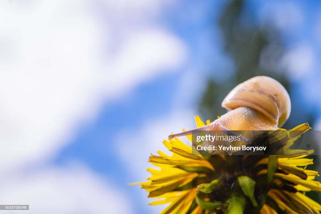 Burgundy snail on the yellow dandelion in a natural environment