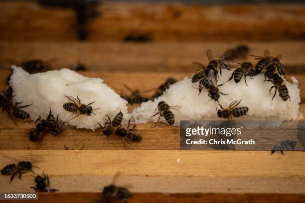 Caucasian bees eat a food mix of powdered sugar and honey on August 17, 2023 in Macahel, Turkey. Macahel, an area of villages on the Turkish-Georgian...