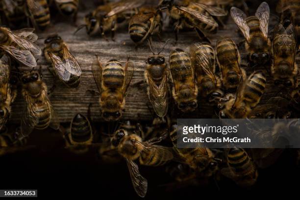 Pure Caucasian bees move around the entrance of a hive on August 17, 2023 in Macahel, Turkey. Macahel, an area of villages on the Turkish-Georgian...