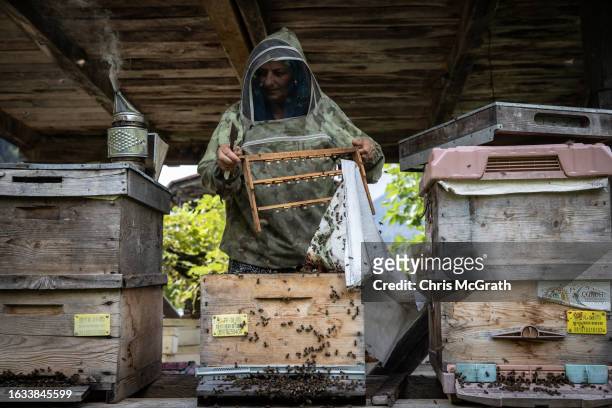 Year-old beekeeper Melahat Gulbin transfers a frame of pure Caucasian queen bee larvae to a hive on August 17, 2023 in Macahel, Turkey. Macahel, an...