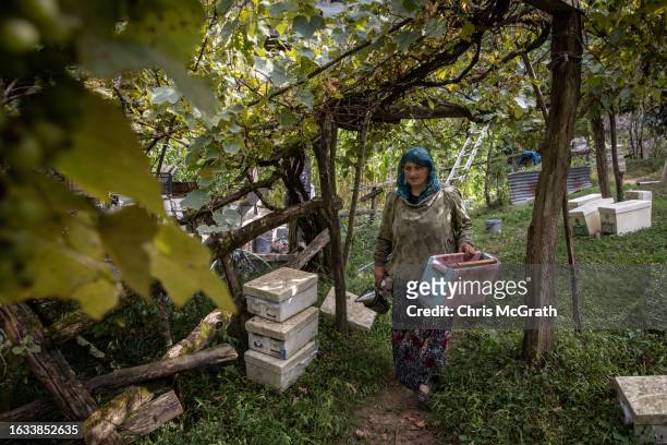 Year-old beekeeper Melahat Gulbin transfers Caucasian queen bee larvae to a hive on August 17, 2023 in Macahel, Turkey. Macahel, an area of villages...