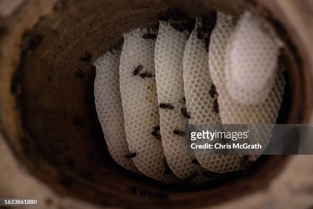 Bees move over natural honeycomb in a traditional handmade karakovan hive on August 17, 2023 in Macahel, Turkey. Turkey is the world's second largest...