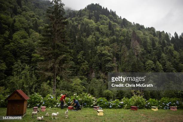 Beekeepers Ibrahim Kahya , and Ersin Dalkiran tend to their hives of pure caucasian bees on August 17, 2023 in Macahel, Turkey. Macahel, an area of...