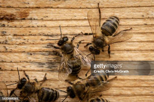 Pure Caucasian bee's move around the entrance of a hive on August 17, 2023 in Macahel, Turkey. Macahel, an area of villages on the Turkish-Georgian...