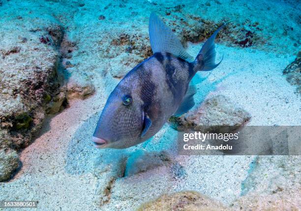 View of a grey triggerfish documented by underwater documentary filmmaker and cinematographer Tahsin Ceylan and his diving team for the August 30...