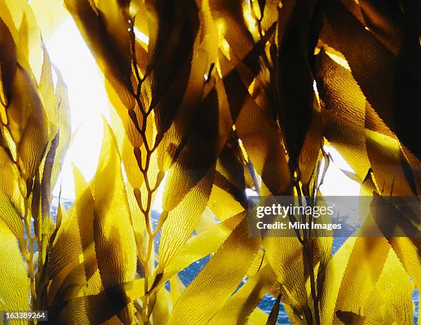 bull kelp in the water in an enclosure at monterey bay aquarium. view looking up towards the water surface. - kelp stock-fotos und bilder