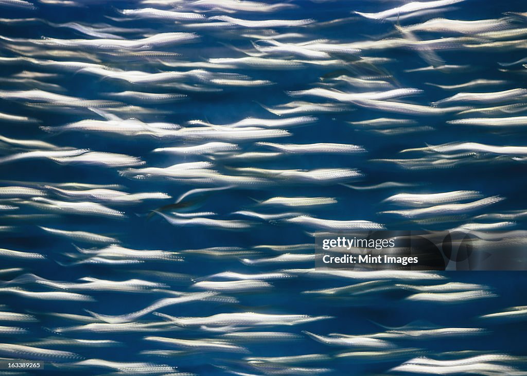 A school of Pacific Sardines fish, in a shoal, moving in the same direction at the Monterey Bay Aquarium.